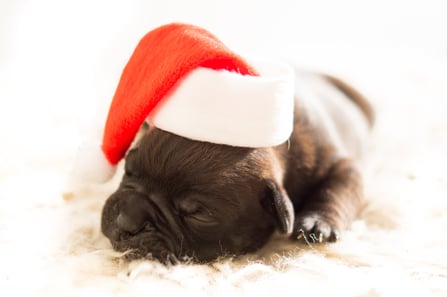 bulldog-christmas-dog-3884